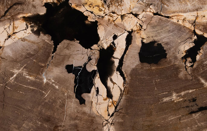 Petrified Wood