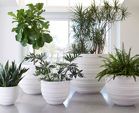 Planters
