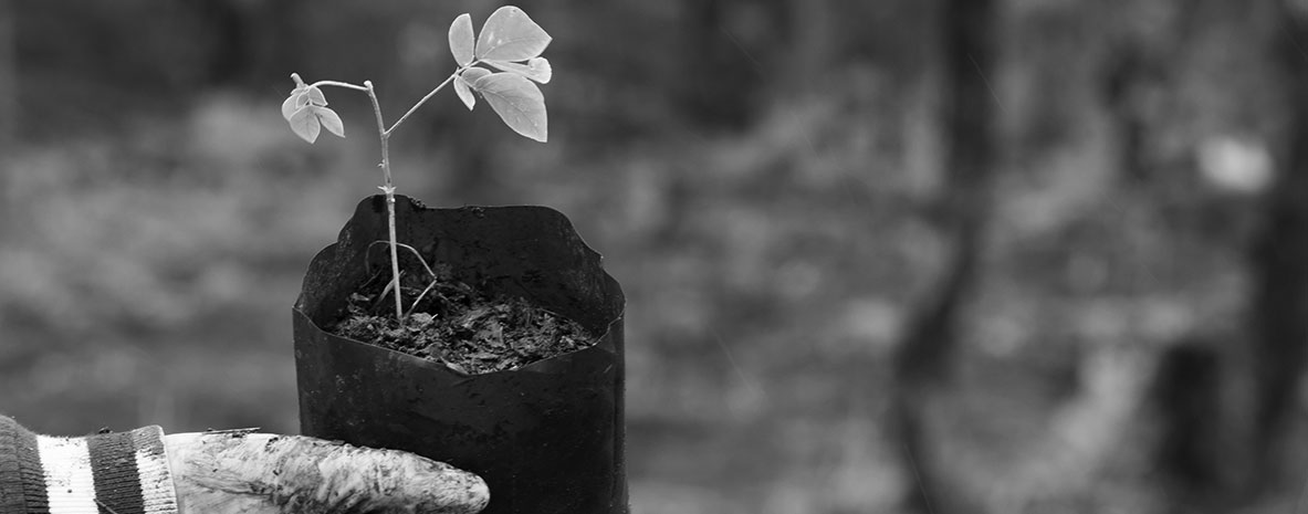 Sustainability