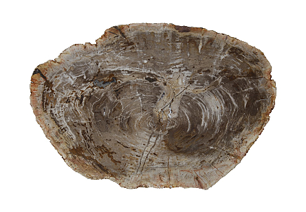 Petrified Wood Coffee Table Stainless Steel Base, Assorted